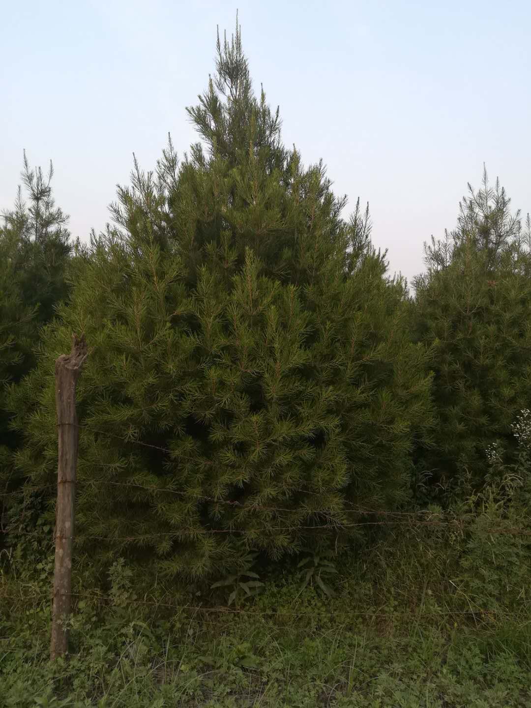 龍口市5米白皮松